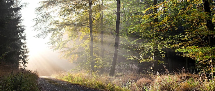 Foto panoramablick auf bäume im wald
