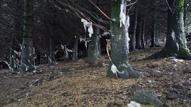 Foto panoramablick auf bäume im wald