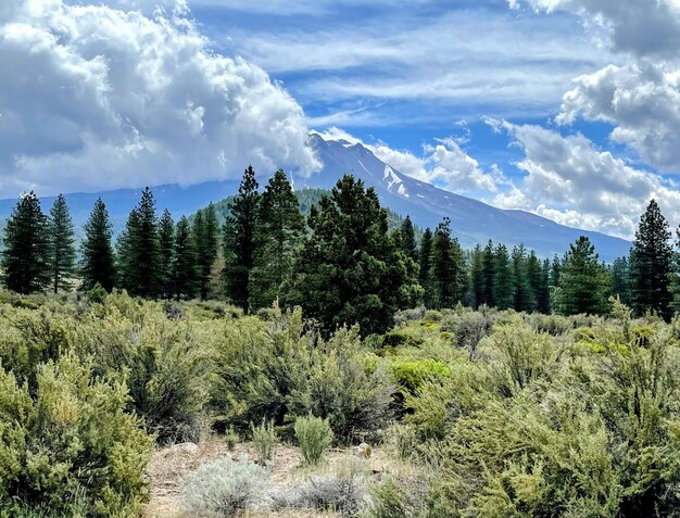 Panoramablick auf Bäume und Berge gegen den Himmel