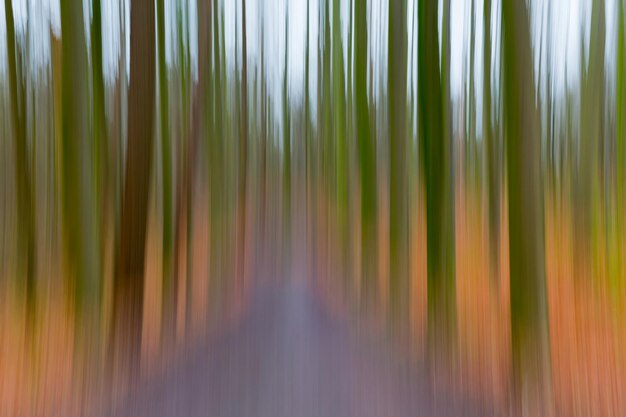 Foto panoramablick auf bambusbäume