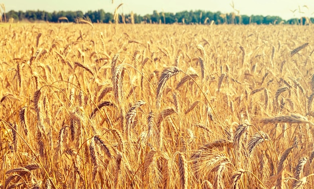 Panoramablick auf das Feld mit Roggenweizen vor der Ernte am sonnigen Herbsttag