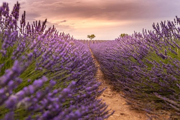 Panoramablick auf das französische Lavendelfeld bei Sonnenuntergang. Sonnenuntergang über einem violetten Lavendelfeld in der Provence