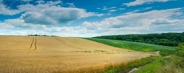 Panoramablick auf das gelbe Weizenfeld und den blauen Himmel mit Wolken