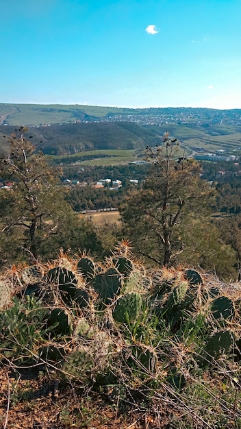 Foto panoramablick auf das grüne tal. der kaktus auf dem ersten plan