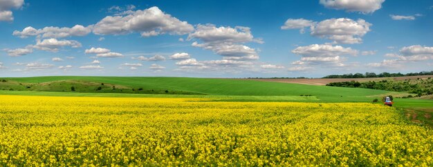 Panoramablick auf das Rapsfeld im Frühling und den malerischen Himmel mit weißen Wolken