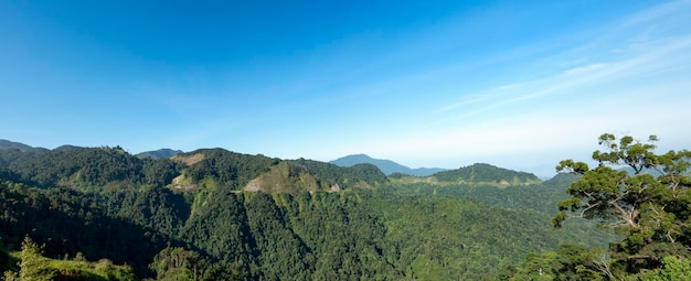 Panoramablick auf den grünen tropischen Regenwald in Malaysia