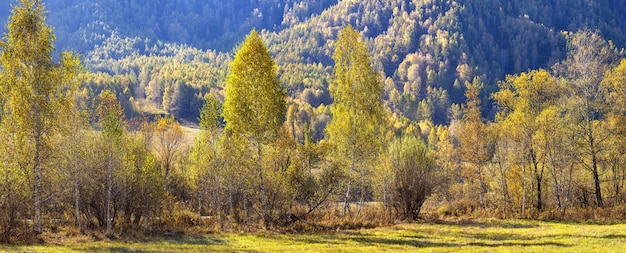 Panoramablick auf den herbstlichen Naturwald