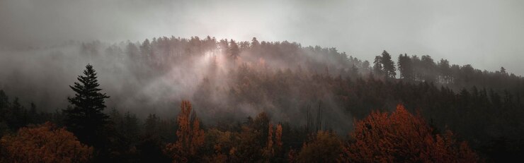 Foto panoramablick auf den wald gegen den himmel im herbst