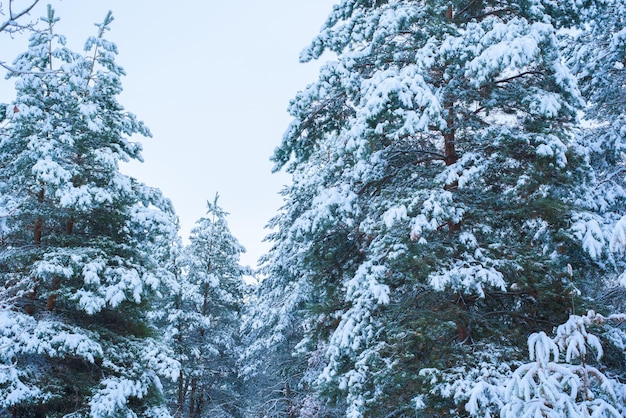 Foto panoramablick auf den winterwald aus kiefern und fichten im schnee auf den ästen. landschaft