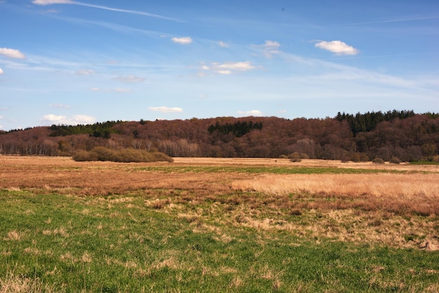 Foto panoramablick auf die ländliche landschaft im königreich dänemark gegen blauen himmel und frische luft ruhige harmonie in der natur mit büschen und bäumen, die in ruhigen bio-wäldern im freien wild wachsen