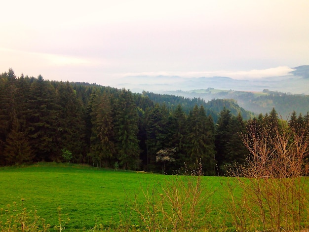 Panoramablick auf die Landschaft im Schwarzwald Deutschland