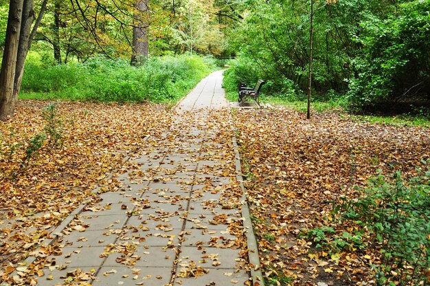 Panoramablick auf die Parkgasse mit gefallenen gelben Blättern. Blätter auf dem Boden. Bank und Bäume entlang der Gasse.