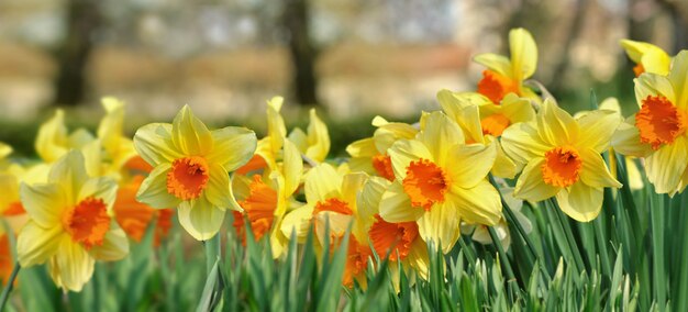 Panoramablick auf die schönen Narzissen, die in einem Garten blühen