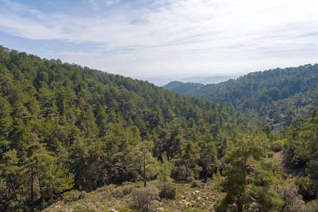 Panoramablick auf die Wälder Zyperns