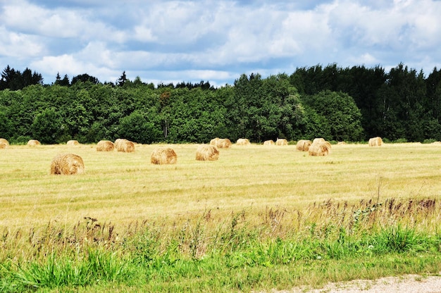 Panoramablick auf ein Feld mit gemähtem Gras. Herbst . Grashalme auf dem Feld.