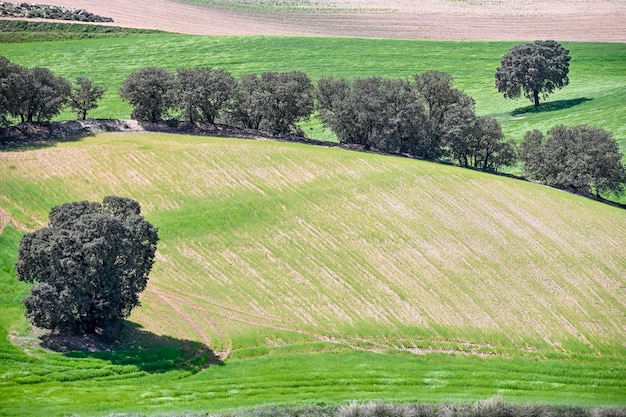 Panoramablick auf ein Getreidefeld ländliche Getreidelandwirtschaft