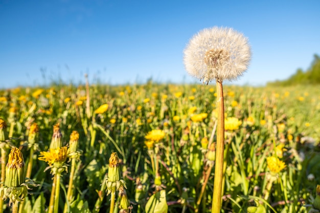 Panoramablick auf frisches grünes Gras mit Blütenkopflöwenzahnblume auf Feld