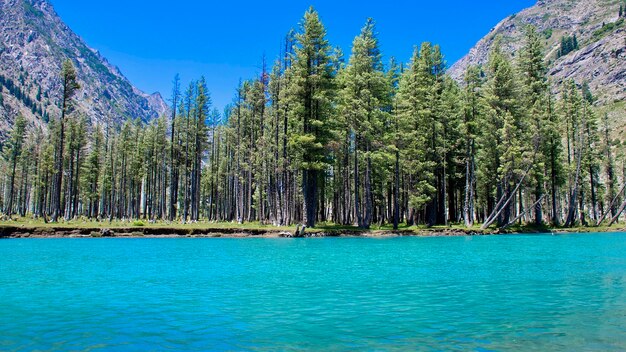 Foto panoramablick auf kiefern gegen klaren blauen himmel und blaues wasser