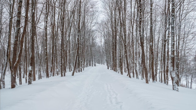 Panoramablick auf leere Gasse in einem schneebedeckten Winterwald. Winter natürlicher Hintergrund.