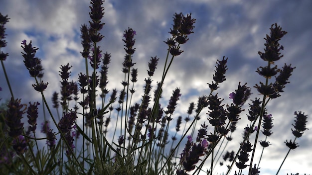 Foto panoramablick auf lila blumen vor dem himmel