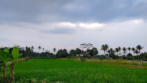 Panoramablick auf Reisfelder mit Bäumen und bewölktem Himmel im Hintergrund Java Indonesien