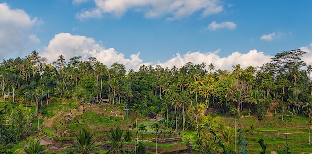 Panoramablick auf Reisterrassen und bewölkten blauen Himmel in Ubud, Bali