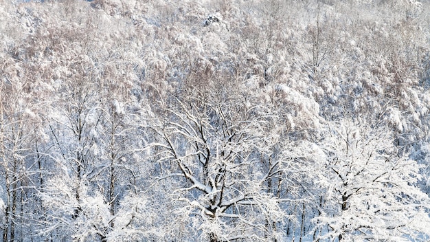 Panoramablick auf schneebedeckte Wälder im Winter