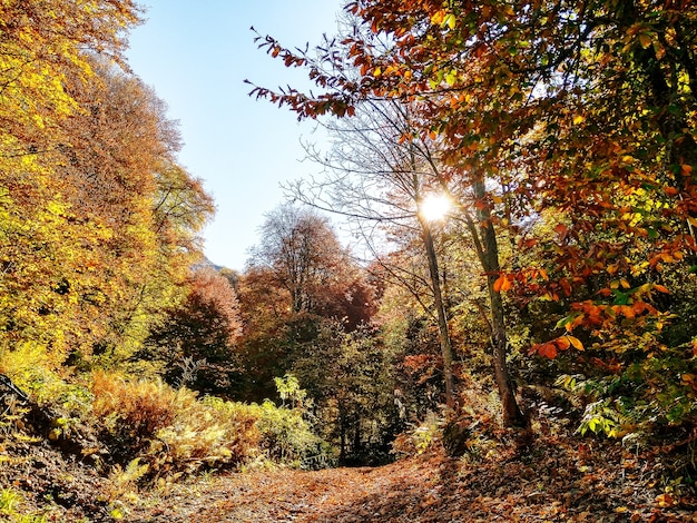 Panoramablick des Herbstwaldes mit Bäumen und Weg