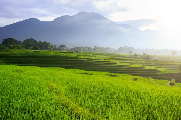 Panoramablick des Morgenreisgrüns mit Tau auf den Bergen der Blatthügel, Bengkulu Utara, Indonesien