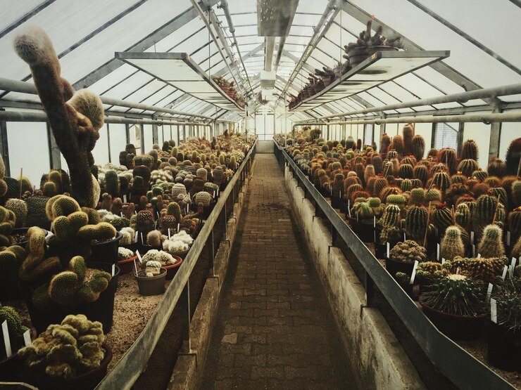 Foto panoramablick in einem pflanzenhaus