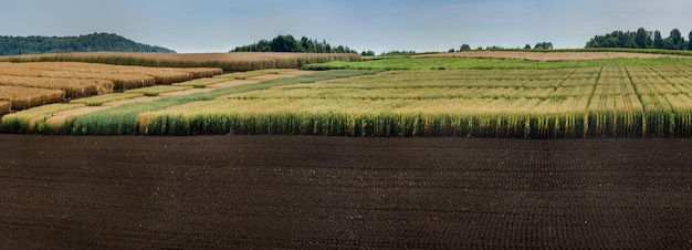 Panoramablick und Ackerland in den vorderen Sektoren mit Getreidesorten
