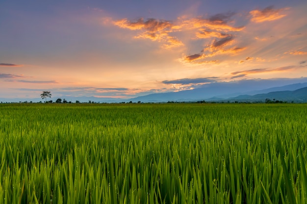 Foto panoramablicknatur landschaft eines grünen feldes mit reis