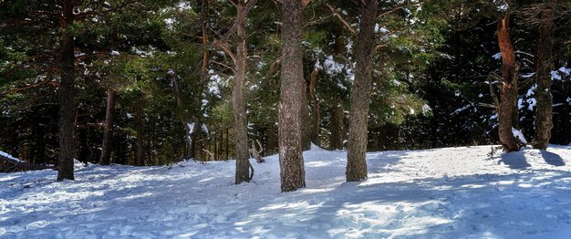 Panoramafoto von natürlichen Tannen im Winter.