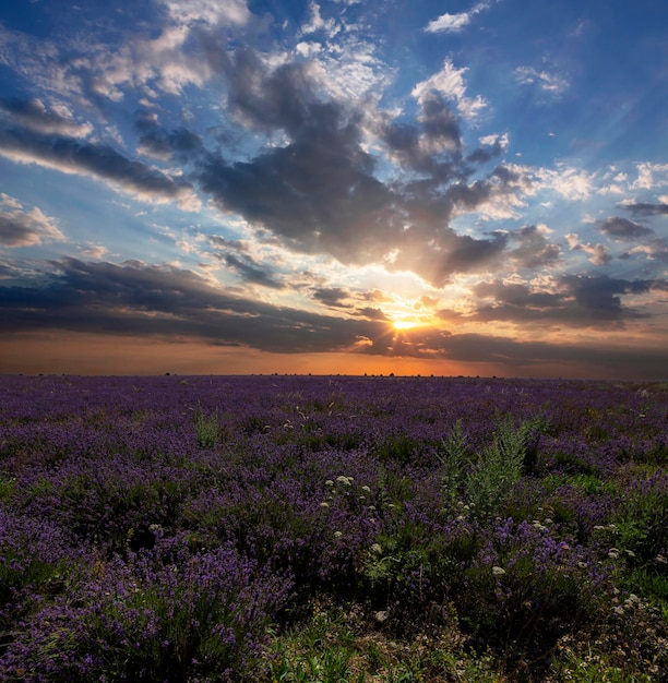 Panoramalandschaft mit Lavendelfeldern bei Sonnenaufgang...