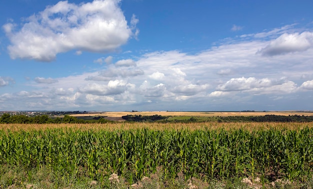 Panoramalandschaft mit Maisfeld und blauen Himmelswolken...