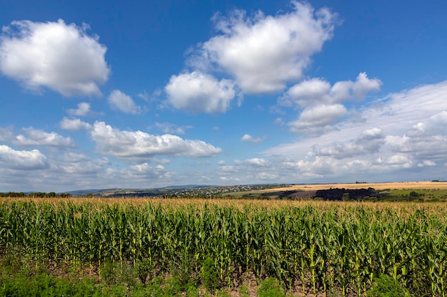 Panoramalandschaft mit Maisfeld und blauen Himmelswolken...