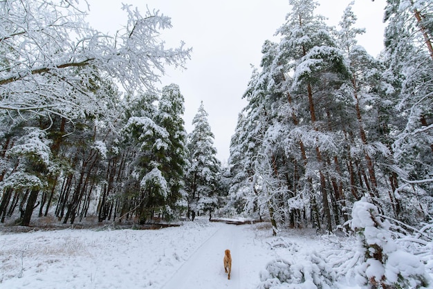 Foto panoramasicht auf den winterwald aus kiefer und fichte im schnee auf den ästen. landschaft.