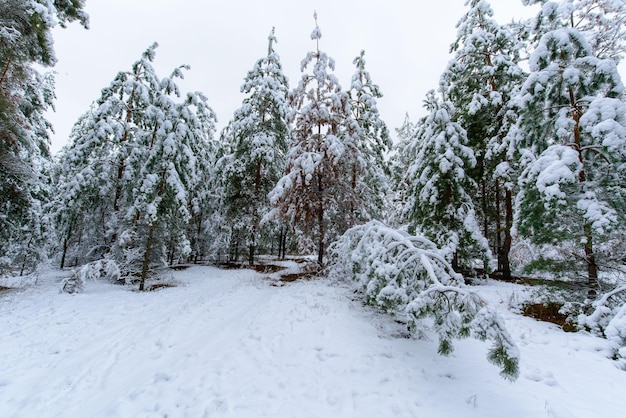 Panoramasicht auf den Winterwald aus Kiefer und Fichte im Schnee auf den Ästen. Landschaft.