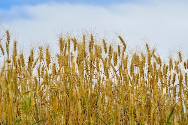 Panorámica de un campo de cereales agricultura de cereales