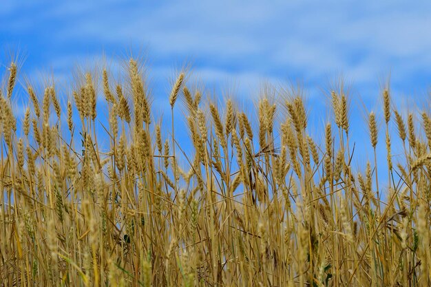 Panorâmica de um campo de cereais agricultura de cereais