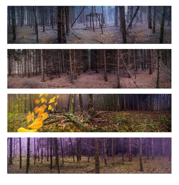 Panorámica horizontal amplia pancarta del paisaje de otoño brumoso de la naturaleza con hojas de otoño caídas naranjas. Collage de pancartas anchas horizontales panorámicas.