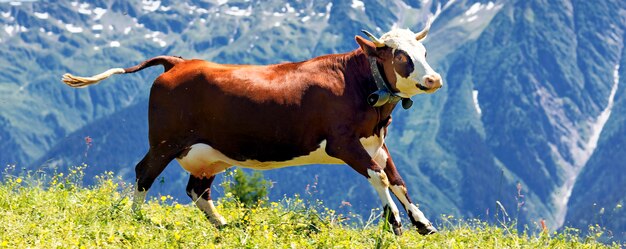 Panorámica paisaje alpino y vacas en francia en primavera