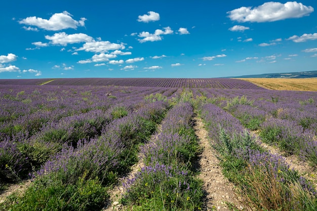 Panoramische Landschaft mit Lavendelfeldern und blauem Himmel vor einem Wolkenhintergrund...