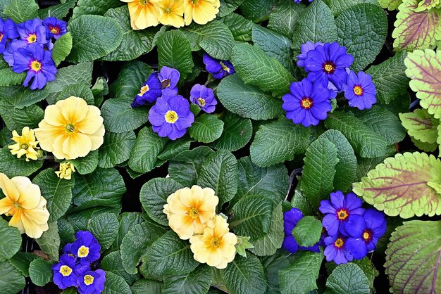 Panoramische mehrfarbige Primel Primula Vulgaris blühen Viele Country Primula Flowers Draufsichtbanner Lebendige Blumenlandschaft flach gelegt Live-Wand von Primula Primrose Mehrfarbige Blumen