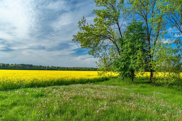 Panoramof semillas de colza en flor contra el bl