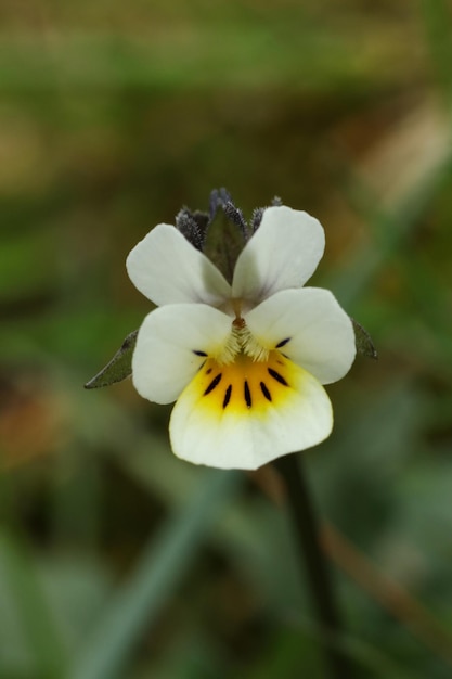 Pansi de campo europeo Viola arvensis pequeña flor blanca en el prado