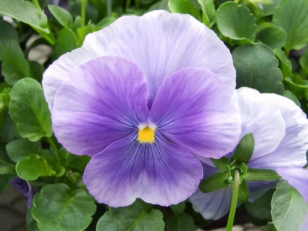 Pansies de flor azul closeup de flor de pansy colorido