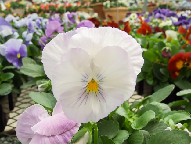 Pansies de flor branca closeup de flor de pansy colorido