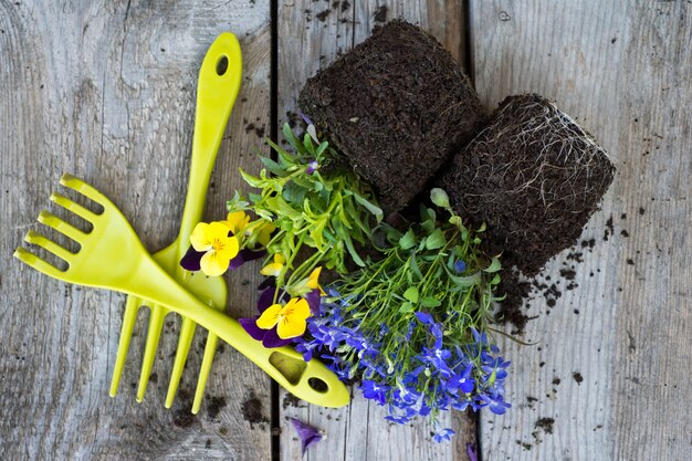 Foto pansies de flores coloridas com ancinhos