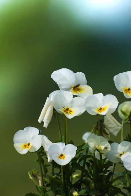 Pansies en primavera en el fondo borroso linda pequeña flor viola